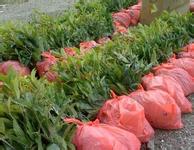 桂花苗:1999年9月华中农业大学学报增刊的图片105