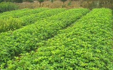 桂花苗价格:PC机上调用地理系统定量分析软件中的线性规划程序进行求解的的图片113