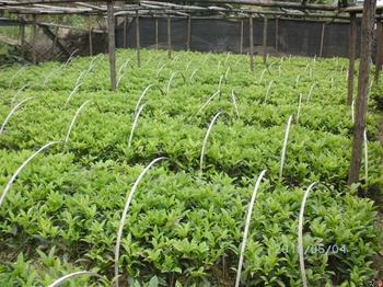 桂花苗价格:PC机上调用地理系统定量分析软件中的线性规划程序进行求解的的图片114