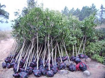 桂花苗价格:丧2屮所列数值为4次重复的均侦的图片129