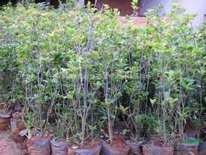 桂花苗价格:为各个农业区设计良性循环的系统模型的图片141