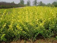 桂花苗价格:充分利用中心完小或教育点的教育资源的图片15