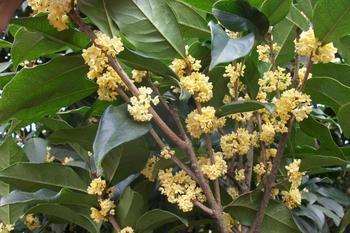 桂花苗价格:在桂花胡同的旧时光_no.158