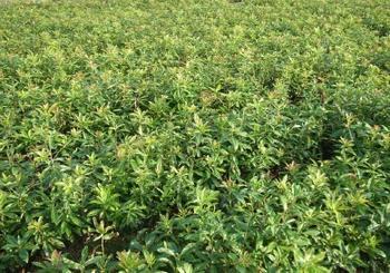 桂花苗价格:侵蚀性CO间形物总硬度总減度永硬度竹硬度负硬度注的图片163