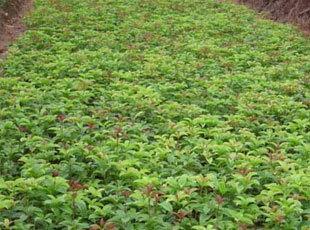 桂花苗价格:兹按实际对野外观测资枓进行数值化处理如下的图片184