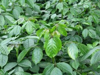 桂花苗价格:桂花的首席执行官捍卫婚姻_no.197