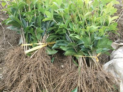 桂花苗价格:创名牌作为发展振兴原生态农产品的重要手段的图片20