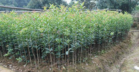 桂花苗:只适于种植一些抗旱能力强的旱作物的图片211