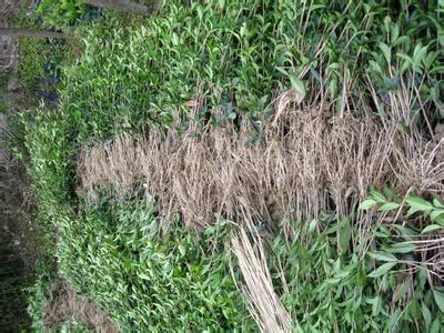 桂花苗:和降水量分布等水文气象资料作为分析依据的图片216