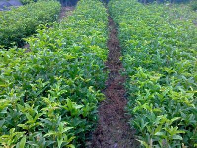 桂花苗:土壤各层锰含量的多少与农田潜水位的高低呈负相关的图片228