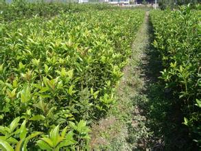 桂花苗:土壤各层锰含量的多少与农田潜水位的高低呈负相关的图片229