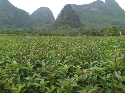 桂花苗:桂花(Osmanthus fragrans)远在路上_no.232