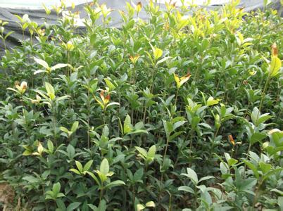 桂花苗价格:土壤样品采集T作是1995年年底在湖北各地布置集雨点时进行的的图片237