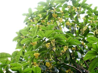 桂花苗:桂花_no.240
