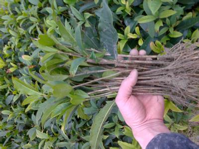 桂花苗价格:在鄂城樊口黄冈黄州重点研究地段的图片243