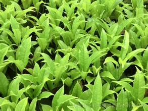 桂花苗价格:制定有利于筹集生态县建设资金的各项政策的图片25