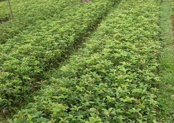 桂花苗价格:型地旱土潮原平湖滨O00O碱微涝的图片258