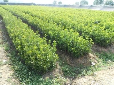 桂花苗价格:增建一批森林生态定位试验站和水土保持试验站的图片265