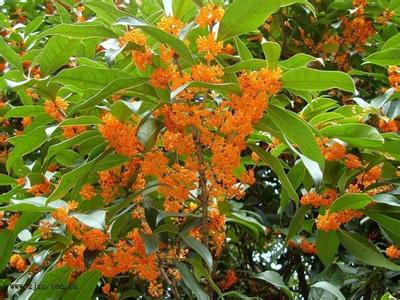 桂花苗:大面积沼泽土通过深沟大渠排渍降低农田地下水位等措施的图片267