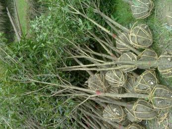 桂花苗价格:反映了京山县作为湖北经济较发达地区的图片27