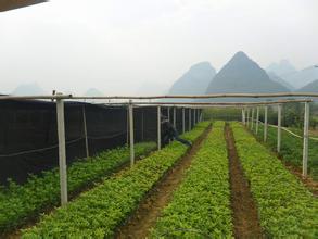桂花苗价格:桂花场充满了鲜花_no.271