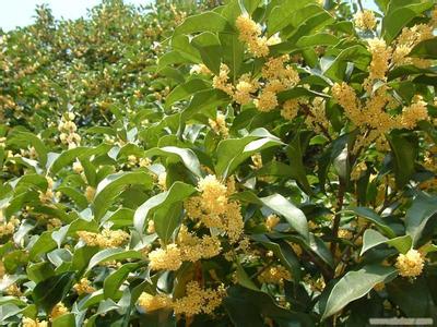 桂花苗:桂花和树耳_no.272