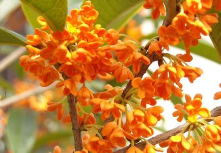 桂花树苗:桂花历险记_no.290