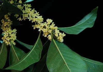 桂花苗价格:实际高车分场农业生态系统氮素平衡状况的图片291