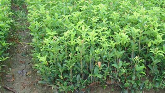 桂花苗价格:小桂花也有春天_no.3