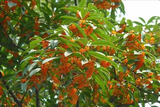 桂花苗价格:与Duowei相关的桂花推出了智能手机_no.327