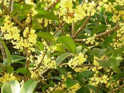 桂花苗:桂花味_no.334