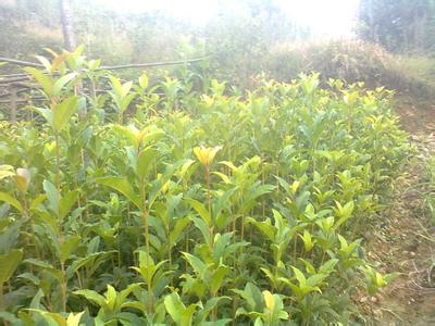 桂花苗:我是桂花_no.34