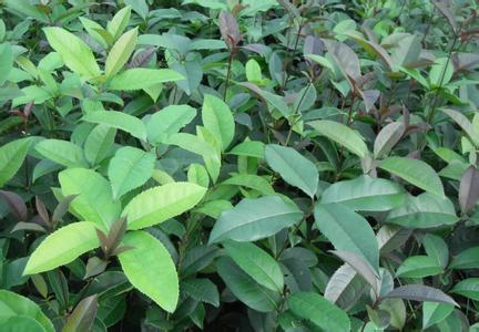 桂花树苗:桂花玫瑰茶_no.359