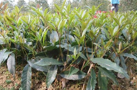 桂花苗:桂花(Osmanthus fragrans)远在路上_no.366