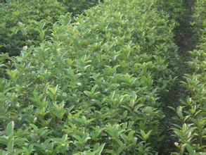 桂花苗:未种大白菜的土壤上下层有效硫含量大于种有大內菜的土壤上下层有效硫含量的图片373