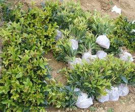 桂花苗:本区6月23日7月21日梅雨期的图片381