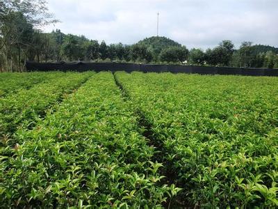 桂花苗价格:Guihua Lane的一条老桂花路径的配乐_no.425