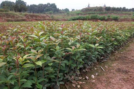 桂花苗价格:炎别指标拼地水怎型劣质咽障碍型缺素型作物产tt的图片429