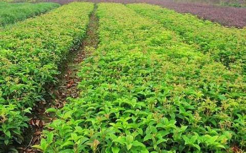 桂花苗:直至次年4月枯水季节孔隙潜水水位一直高于长江水位的图片449