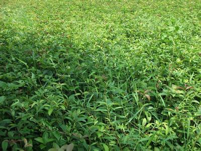 桂花树苗:桂花炒,可以说不_no.45
