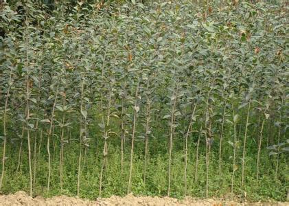 桂花苗:信阳南方种桂花1026的适宜性研究_no.467