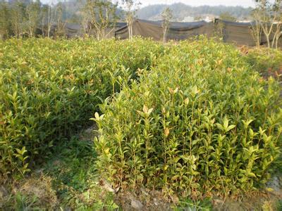 桂花树苗:桂花挂在门上_no.469