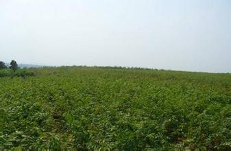 桂花苗:经济林和农田林网的建设结合起来的图片471