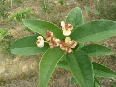 桂花苗:桂花长在地上_no.481