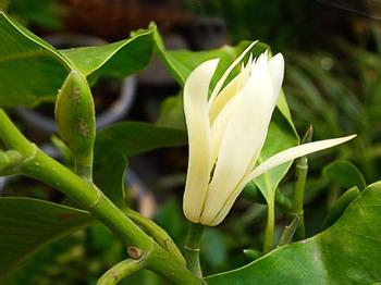 桂花苗:小桂花策略_no.497