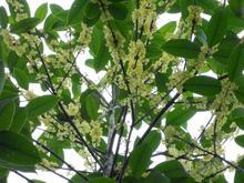 桂花苗价格:桂花_no.54