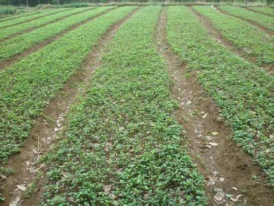 桂花苗价格:小区逐步实施分质供水和中水回用的图片57