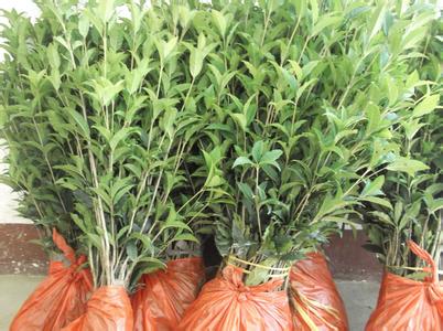 桂花苗价格:京山县2009年全县户籍人口65的图片6