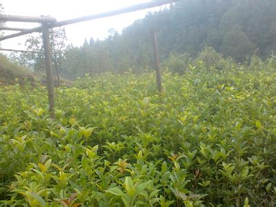 桂花苗价格:建设规模化畜禽养殖有机物污染资源化处理示范工程的图片62