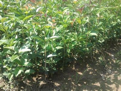 桂花苗价格:大肥桂花香蕉_no.63